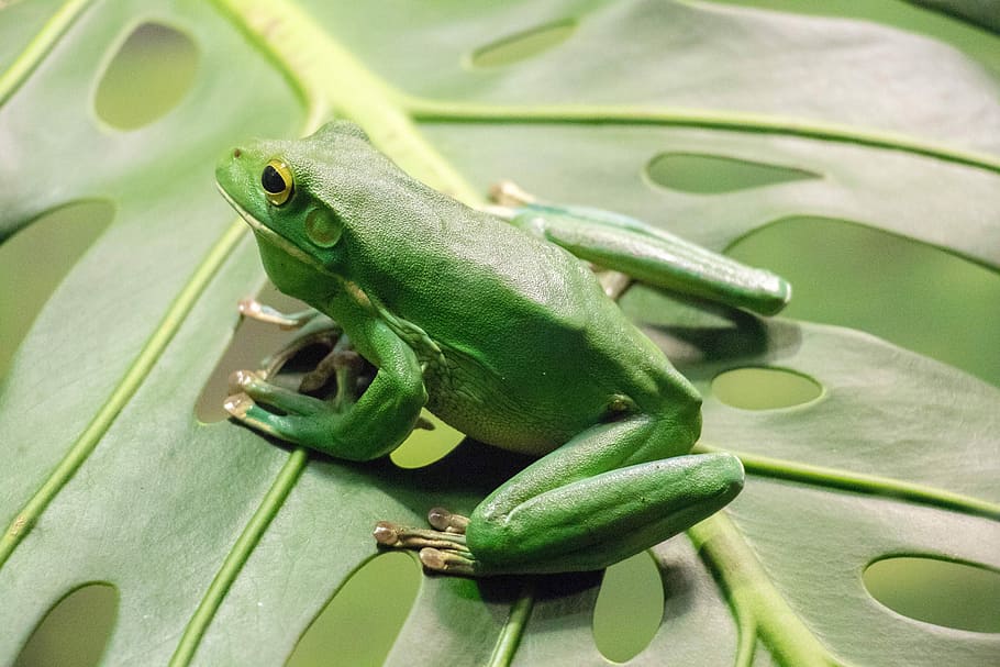 close up photography of green frog, green frog on green leaf HD wallpaper