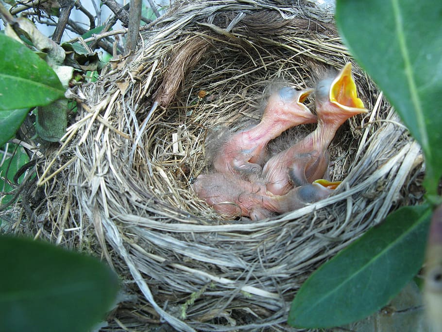bird, nest, risers, young animal, animal nest, animal themes HD wallpaper