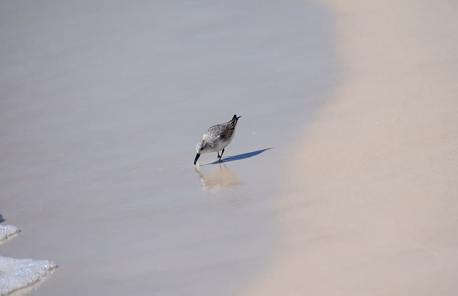 sanderling, shore bird, animal, nature, beach, travel, gulf of mexico, HD wallpaper