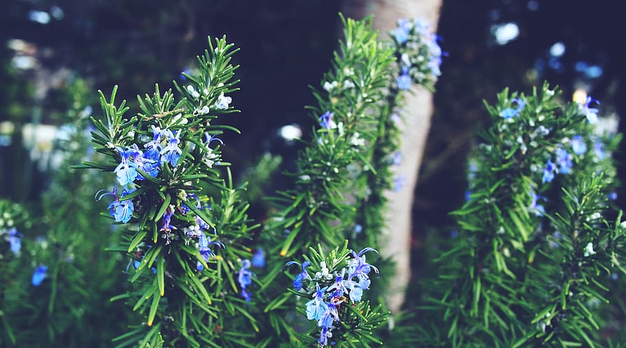 pine leaves, flowers, green, plant, growth, flowering plant HD wallpaper