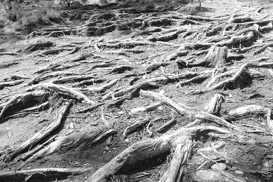 black and white, root, cold, only, full frame, day, no people HD wallpaper