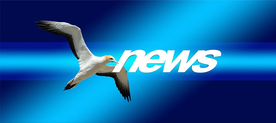 white and black bird with News text overlay, press, newspaper HD wallpaper