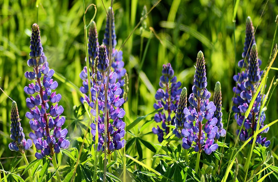 flower, nature, summer, grass, meadow, violet, macro, purple HD wallpaper