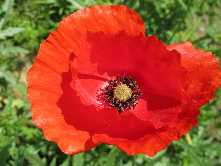 poppy, red, flower, flowering plant, petal, fragility, vulnerability HD wallpaper