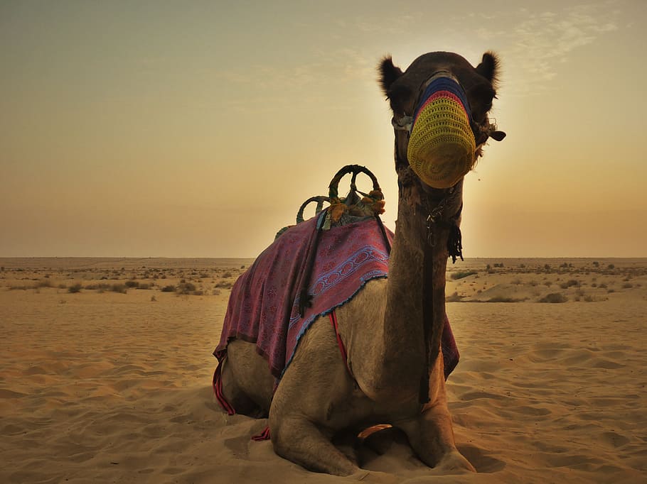 HD wallpaper: camel lying on desert, dubai, u a e, sunset, sky, water, sea  | Wallpaper Flare