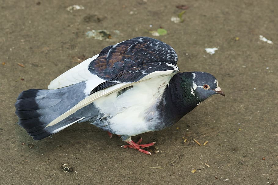 Dove, Bird, Pen, Wing, Nature, Pigeons, birds, wings, beak, HD wallpaper