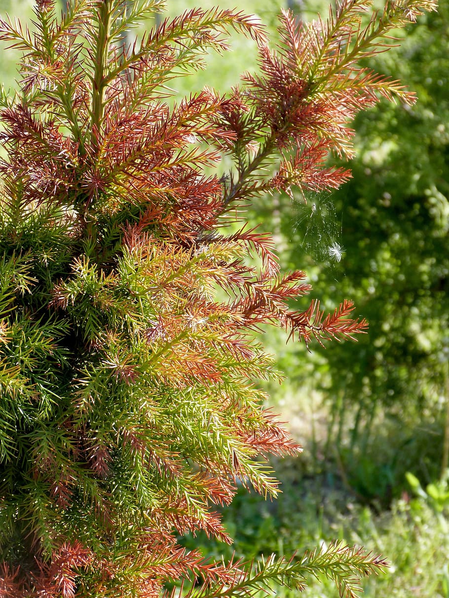 Trees, Plants, Pine, Green, Red, Leaves, leafy, branches, stems HD wallpaper