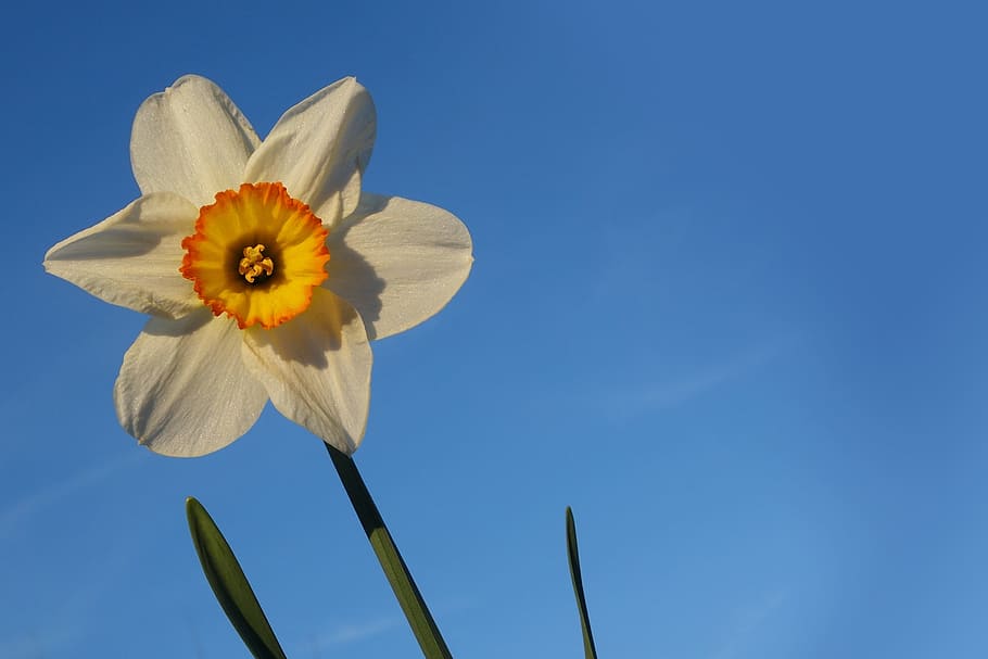 HD wallpaper: white, yellow, and orange jonquil daffodil in bloom closeup p...