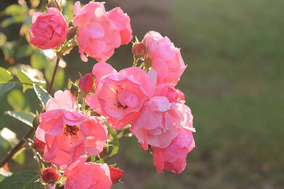 rose, pink, sun, summer, focus, garden, flower, prickly, green HD wallpaper