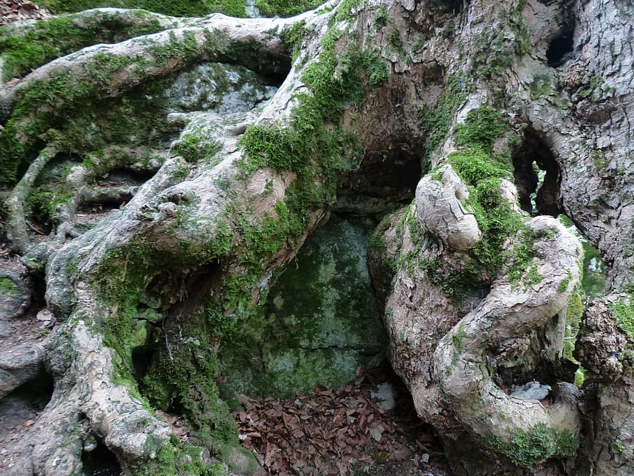 tree stump covered with moss, root, gnarled, overgrown, tree roots HD wallpaper