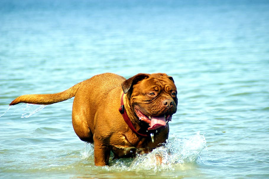 bordeaux, dog, dogue, water, muddy, lake, bathing, puppy, nature, HD wallpaper