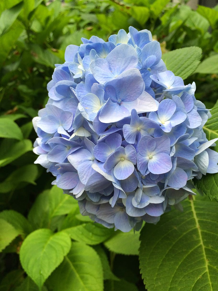 hydrangea, blue, blossom, bloom, leaves, green, flowering plant HD wallpaper