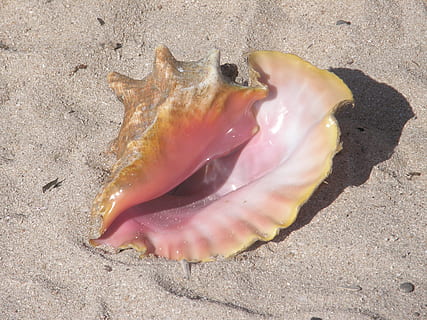 brown and pink sea conch, Sand, Beach, Ocean, Tropical, Summer HD wallpaper