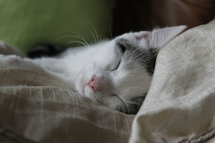 gray tabby cat sleeping, happy, blessed, peace, animal, animal themes HD wallpaper