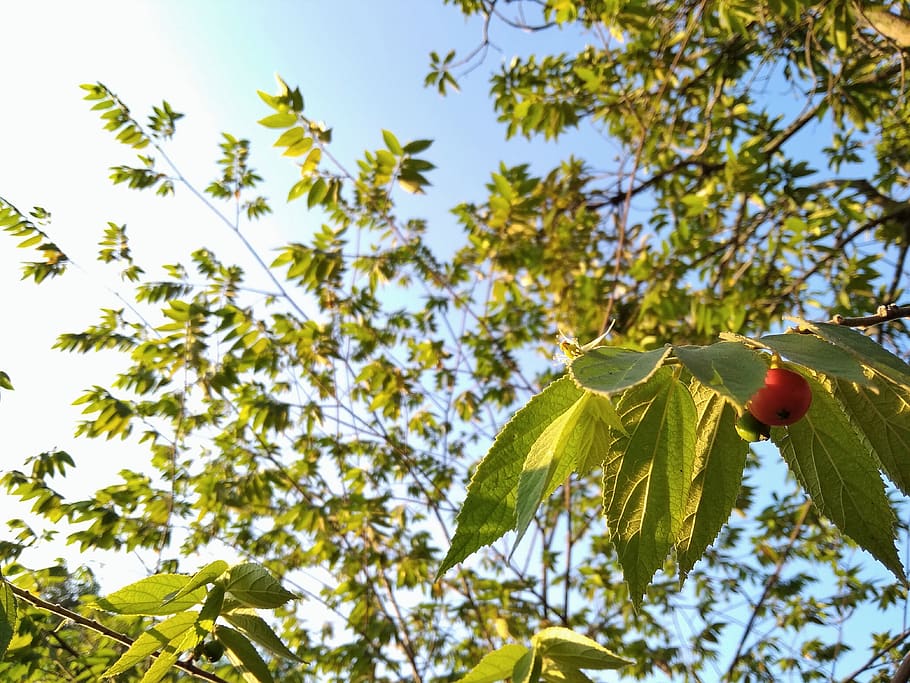 fruit, leaf, cloud, cherry, plant, tree, plant part, growth HD wallpaper