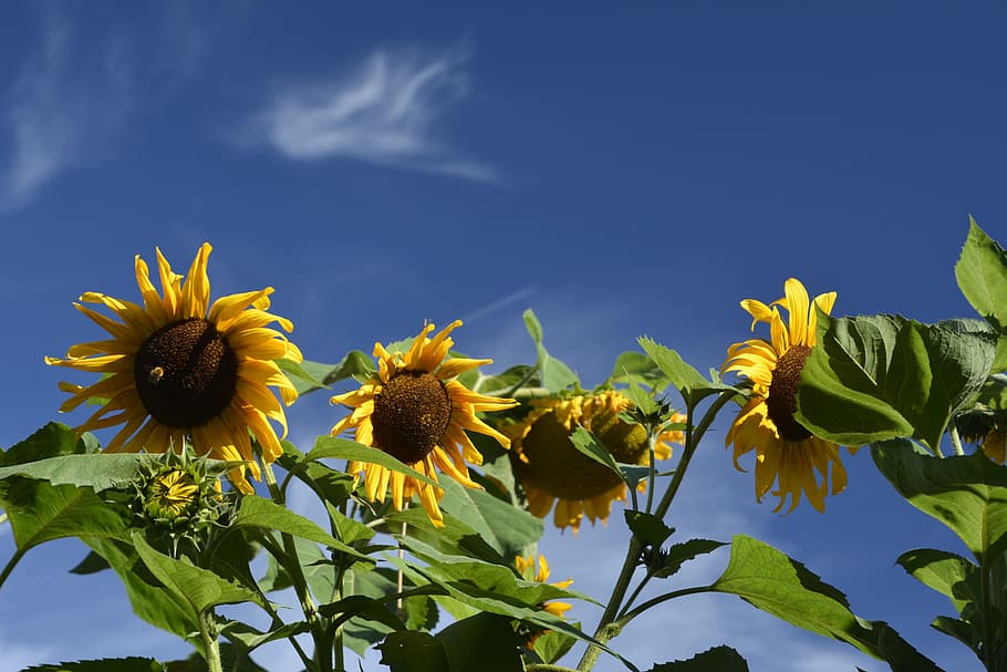 HD wallpaper: sunflower field, blue sky, leaves, flowering plant, freshness...