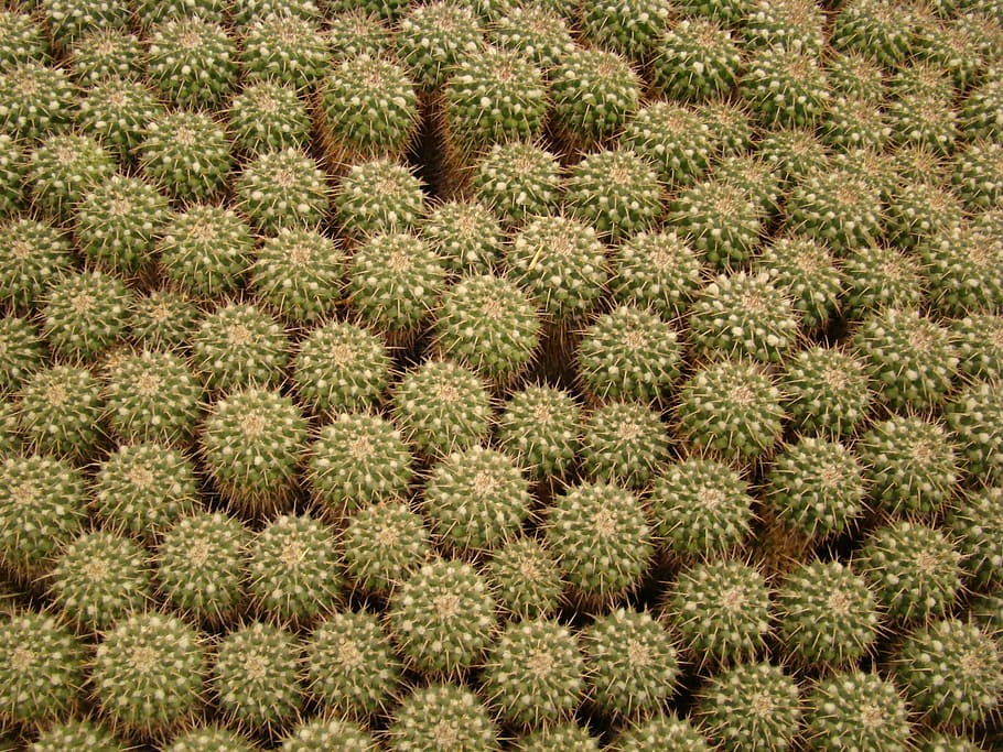 Texture, Cactus, Botanical, Flora, nature, horticulture, food HD wallpaper