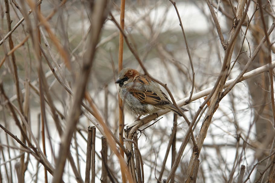 sparrow, bird, nature, animals in the wild, animal wildlife HD wallpaper