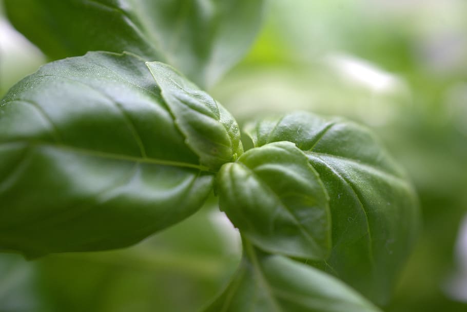 basil, green, fresh, herbs, cook, pesto, leaf, healthy, kitchen, HD wallpaper