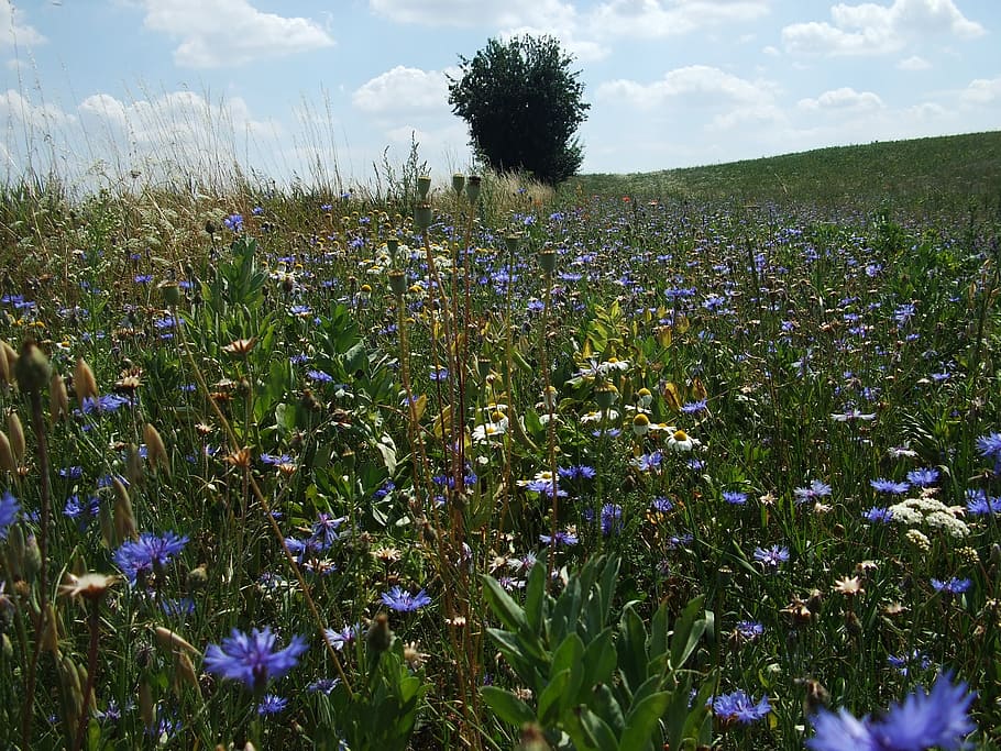 cornflowers, summer, field flowers, clouds, plant, flowering plant HD wallpaper