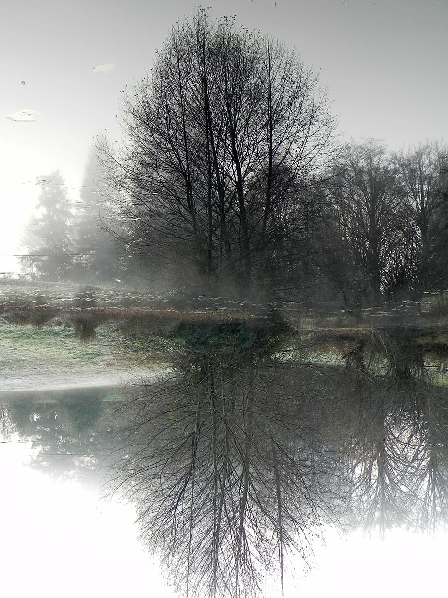 pond, tree, nature, reflection, lake, natural, winter, snow HD wallpaper