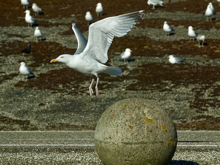 Gull, Departure, Start, Fly, Take Off, bird, water, wing, water bird HD wallpaper