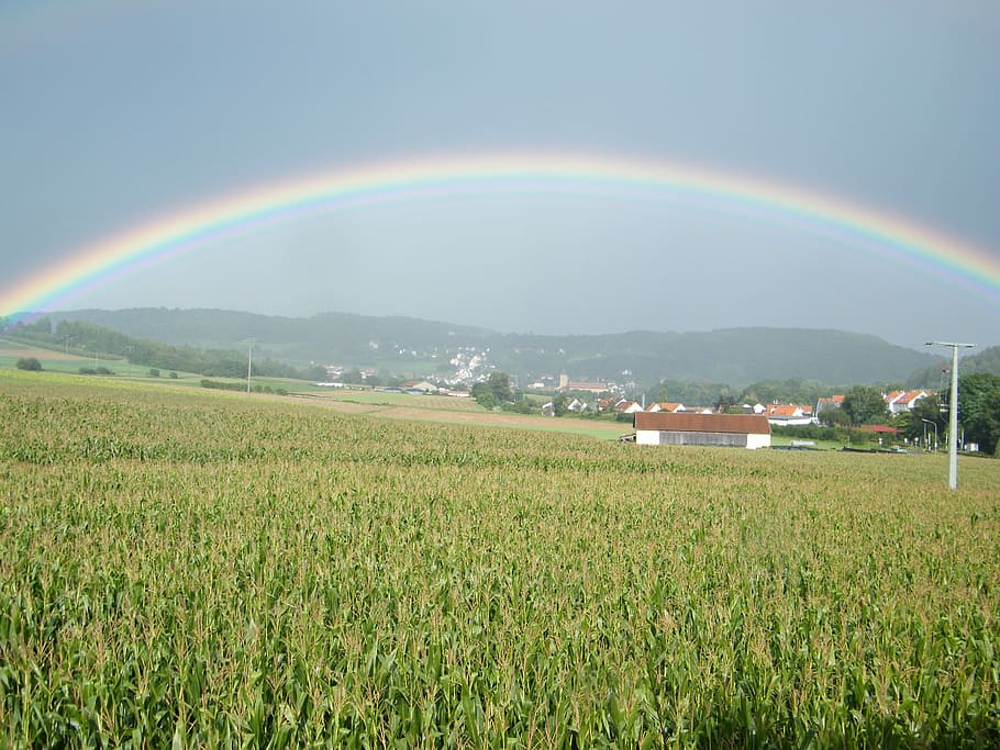 Rainbow, Cornfield, double rainbow, grass, agriculture, multi colored HD wallpaper