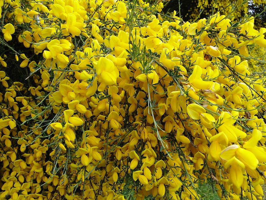 yellow, plants, nature, flower, flowering plant, growth, vulnerability HD wallpaper