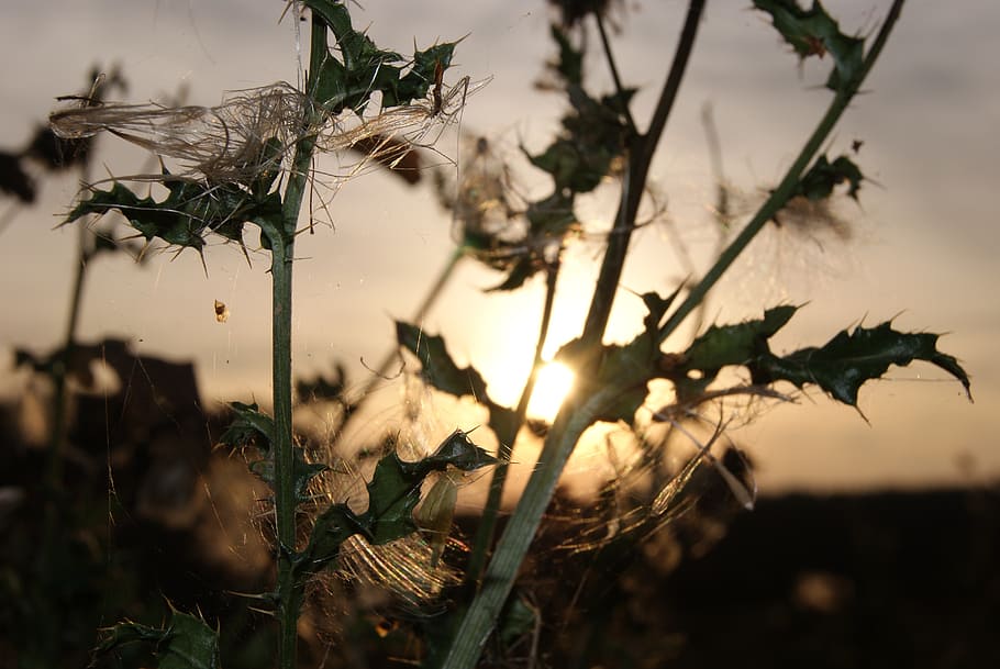 thistle, sun, sunset, abendstimmung, plant, no people, nature HD wallpaper