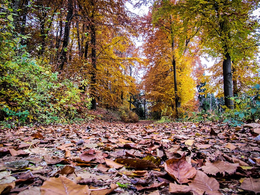 forest, leaves, autumn, tree, change, plant, plant part, leaf HD wallpaper