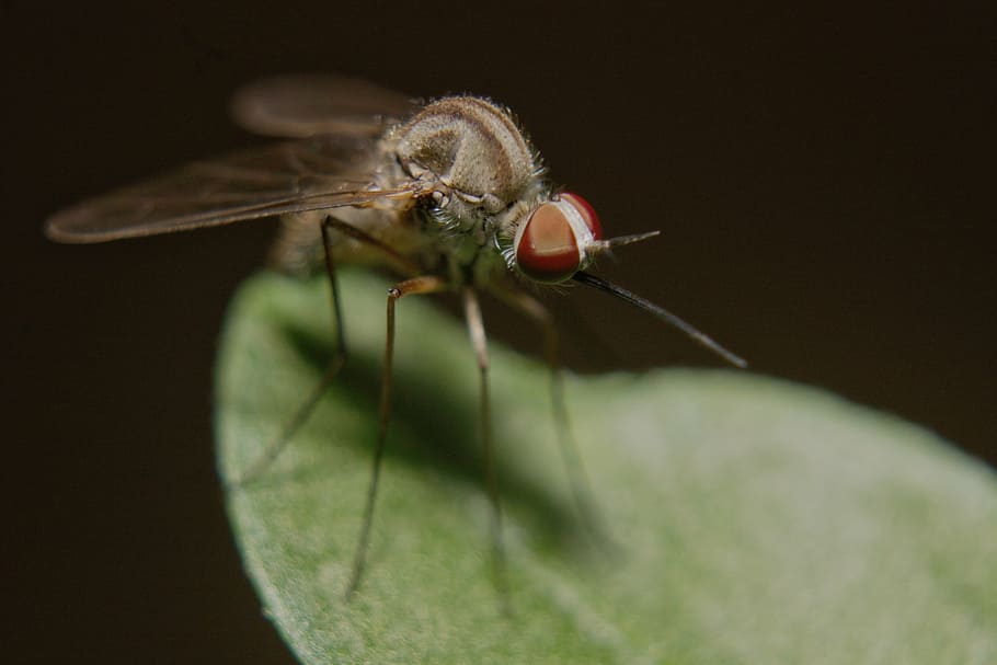 mosquito, insect, nature, macro, animal themes, one animal HD wallpaper