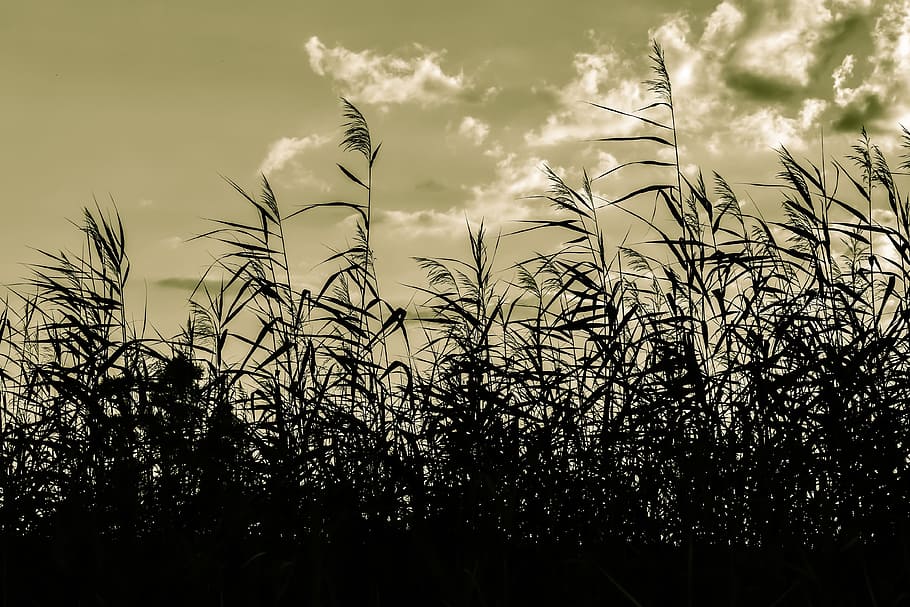 reeds, swamp, sky, clouds, nature, plant, growth, cloud - sky HD wallpaper