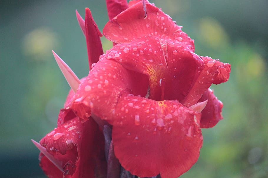 rain, monsoon, red, red petals, flower, nature, garden, flora HD wallpaper