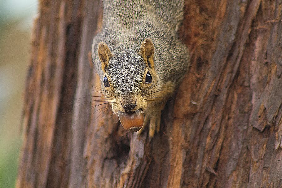 brown and black animal biting fruit on tree, squirrel, acorn HD wallpaper