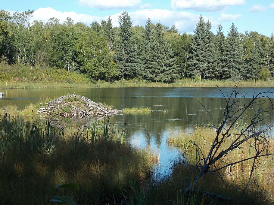 lake, reflections, trees, nature, beaver lodge, scenic, summer HD wallpaper
