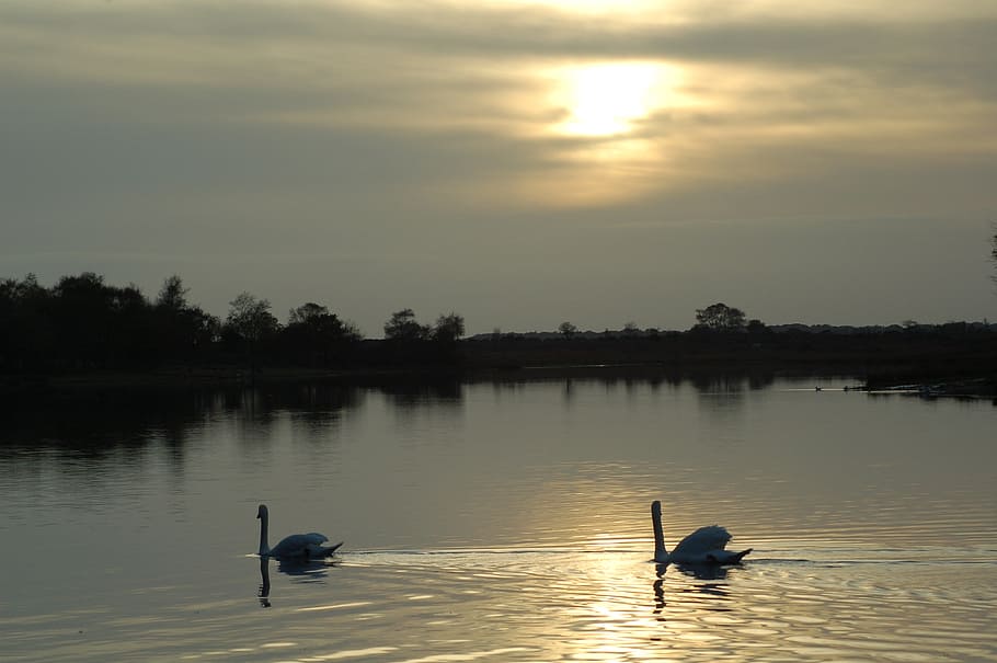 swan, lake, sunset, reflection, bird, calm, graceful, outdoor HD wallpaper