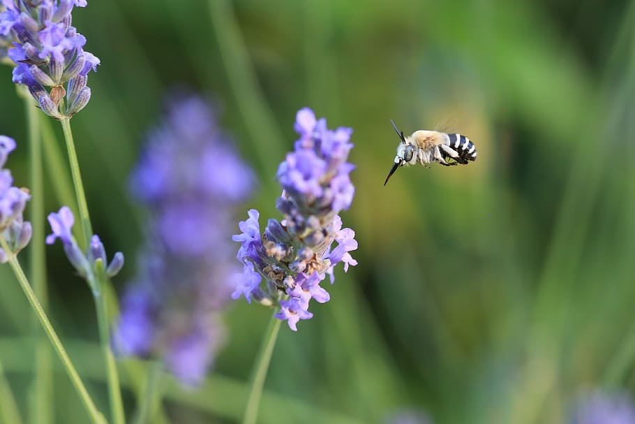 Lavender, Bee, Flower, Macro, Nature, forage, insect, pollen, HD wallpaper