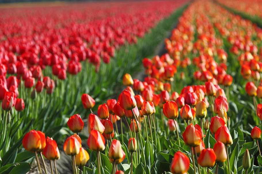 tulips, field, fields, orange, red, background, wallpaper, flower HD wallpaper