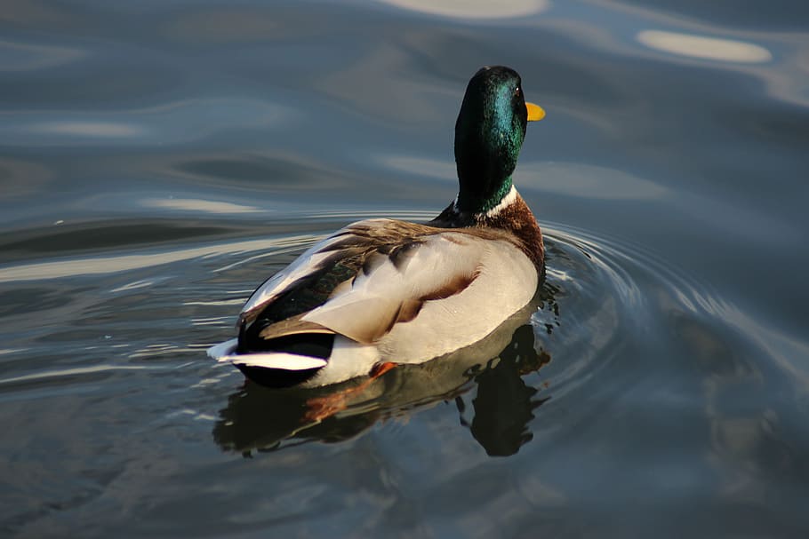 duck, pool, water, lake, bird, waterfowl, mallard, animal themes HD wallpaper