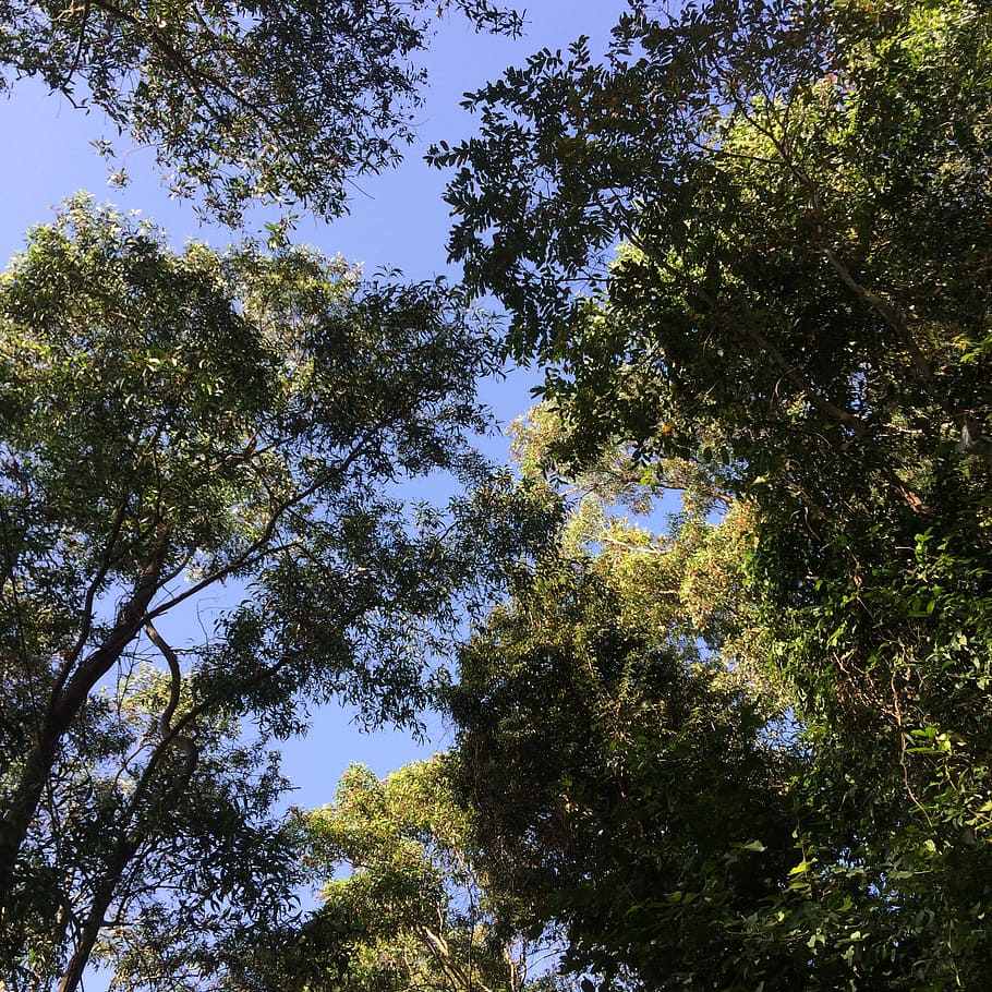 tree, sky, blue, plant, growth, low angle view, beauty in nature HD wallpaper