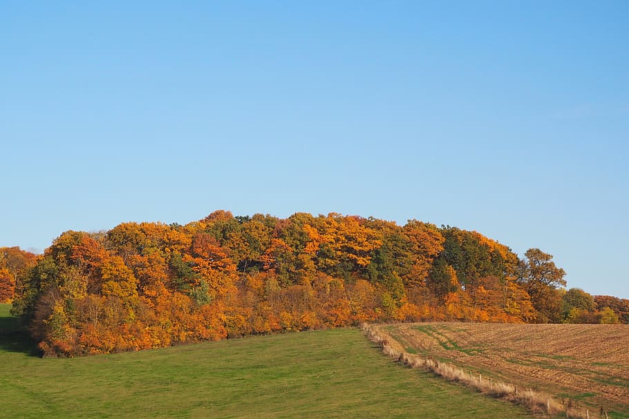deciduous forest, indian summer, arable, red, autumn forest HD wallpaper