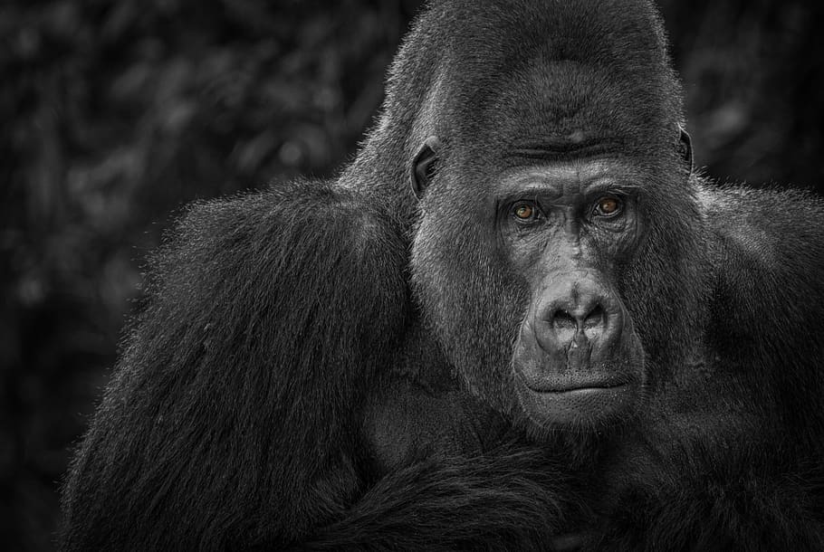 grayscale photo of gorilla, monkey, watch, black, white, portrait HD wallpaper