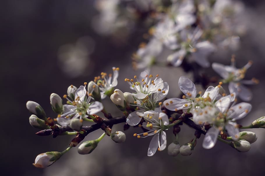 Spring, Flowers, White, Blackthorn, flowering, bush, prunus spinosa HD wallpaper