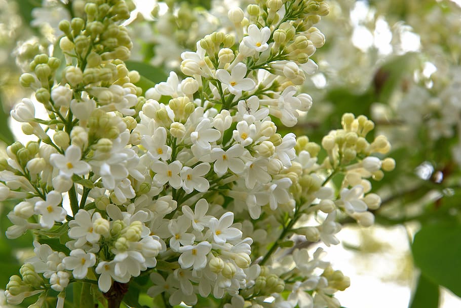 spring, bush, flowers, white, lilac, nature, plant, springtime HD wallpaper