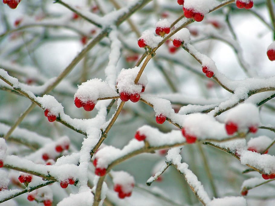 red cherries covered in snow at daytime, berries, winter, nature HD wallpaper