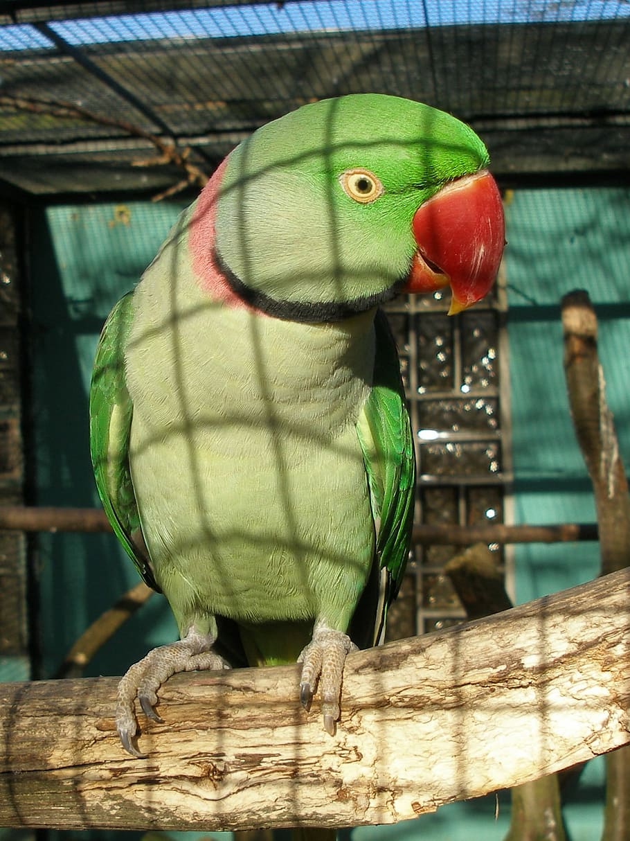 Parrot, Cage, Ara, Bird, Exotic, Animal, one animal, animal themes HD wallpaper