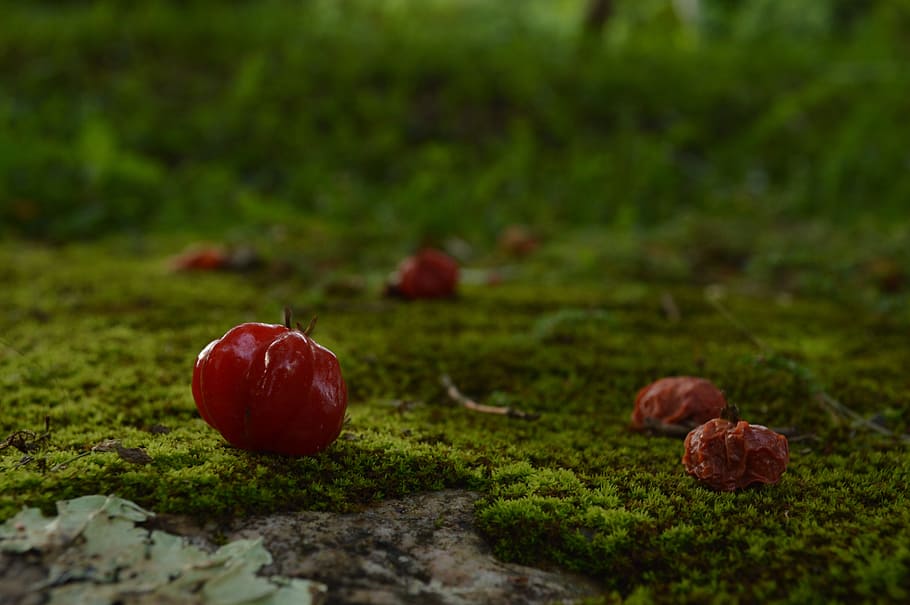 Fruit, Nature, red, food and drink, no people, healthy eating HD wallpaper