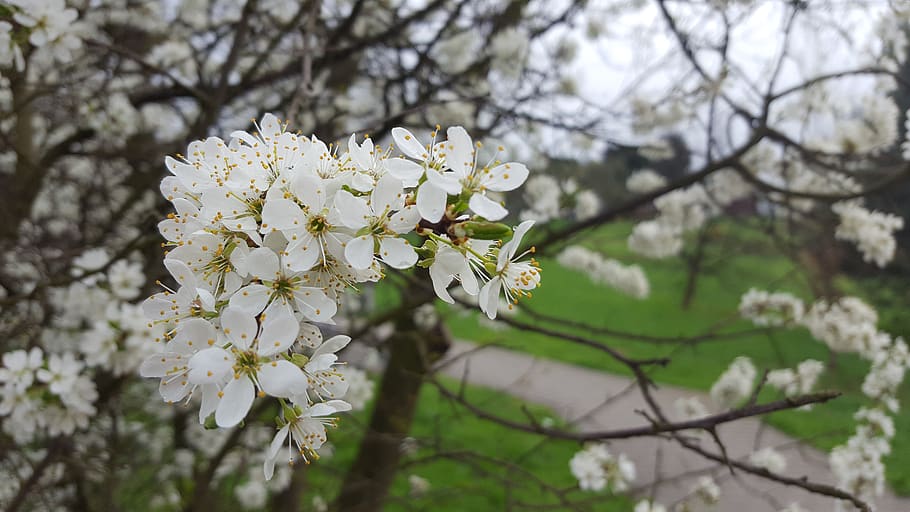 tree, plum, branch, flower, plant, flowering plant, fragility HD wallpaper