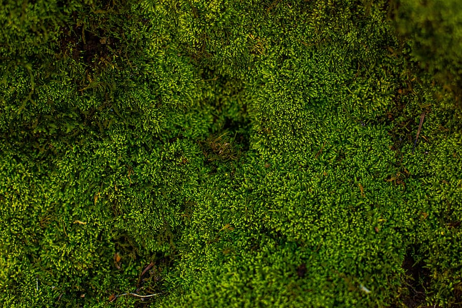 aerial photography of forest trees, aerial view photography of green forest HD wallpaper