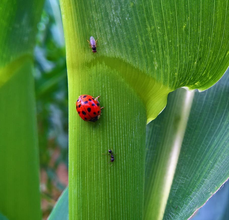 ladybug, leaf, insect, beetle, flora, animal wildlife, animal themes HD wallpaper